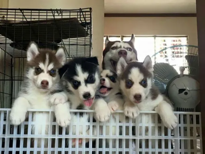 Husky siberiano Filhotinhos disponíveis com muito cuidado e dedicação