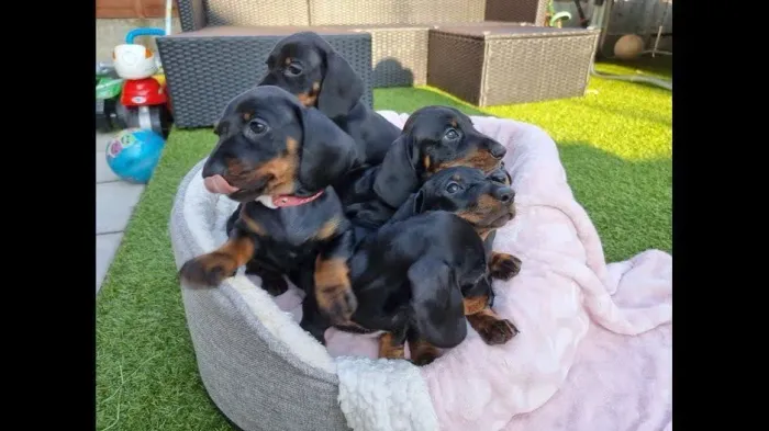 Lindos filhotes de Teckel prontos para encantar sua família.