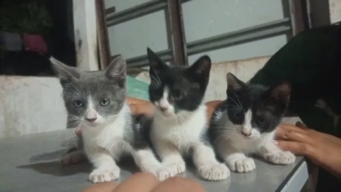 Doa-se gatos fêmeas e machos