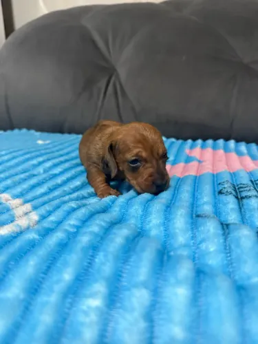 Filhotes de dachshund