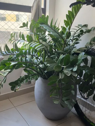 Planta natural
