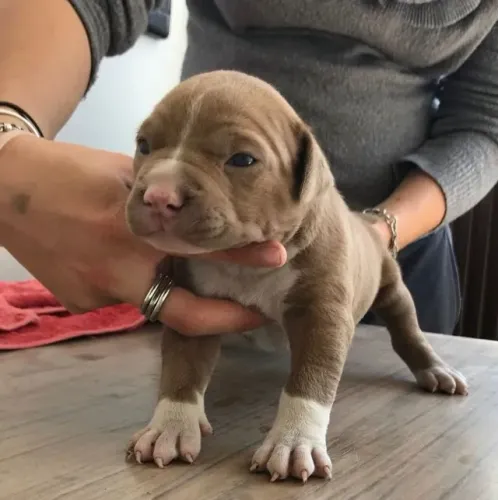 Pitbull Um lar que ficou mais cheio de amor
