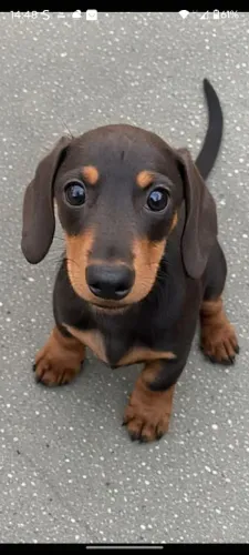 DASCHUND FEMEA ARLEQUIM