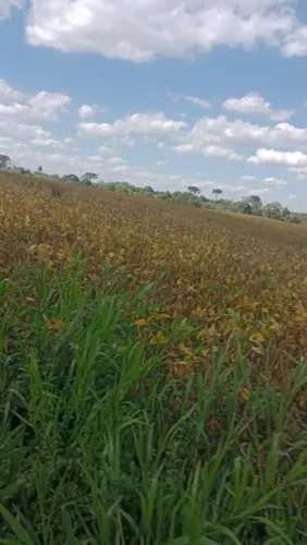 Terreno em Rio Azul. PARANÁ