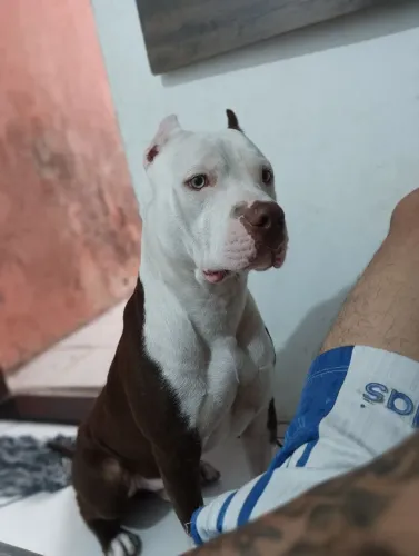 Pit Bull American terrier