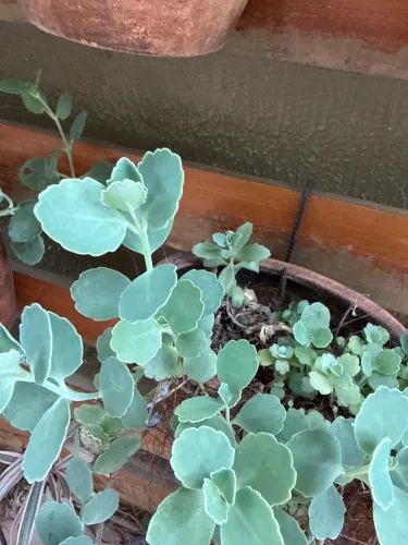 Plantas suculentas