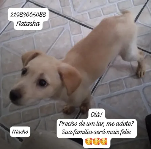 Adoção responsável