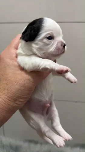 Filhote de chihuahua disponível para reserva