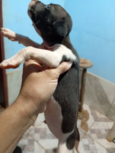 Filhotes de cachorrinhos porte médio, raça indefinida