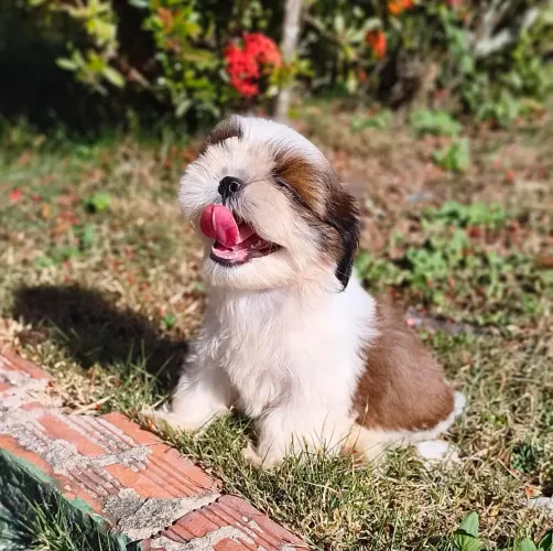 Shihtzu macho