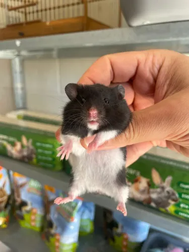 Hamster sírio filhotes