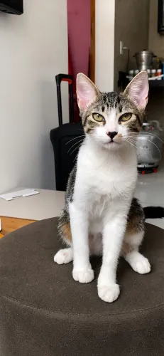 Gatos pra adoção
