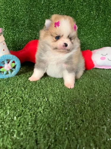 Linhagem baby face - Lulu da pomerania 