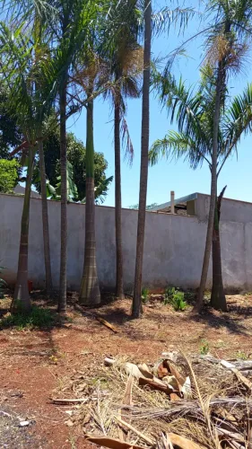 Jardinagem: Palmeiras imperiais Adultas 