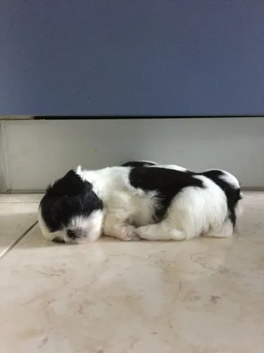 Filhote Shih Tzu - Adorável e Carinhoso black e branco