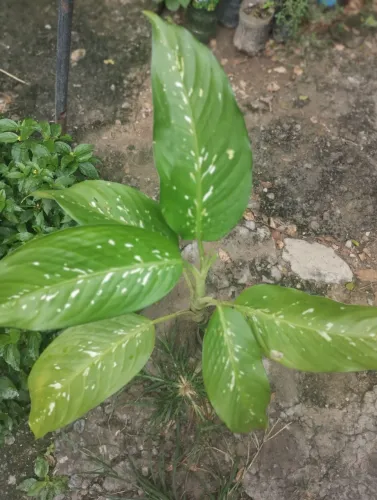 Muda de Planta com Folhas Verde e Branco