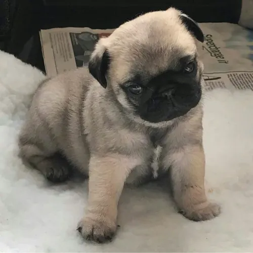 Filhote de Pug bolinha