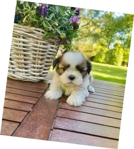 Lhasa Apso Bicolor Fêmea - A Alegria em Forma de Cãozinho!