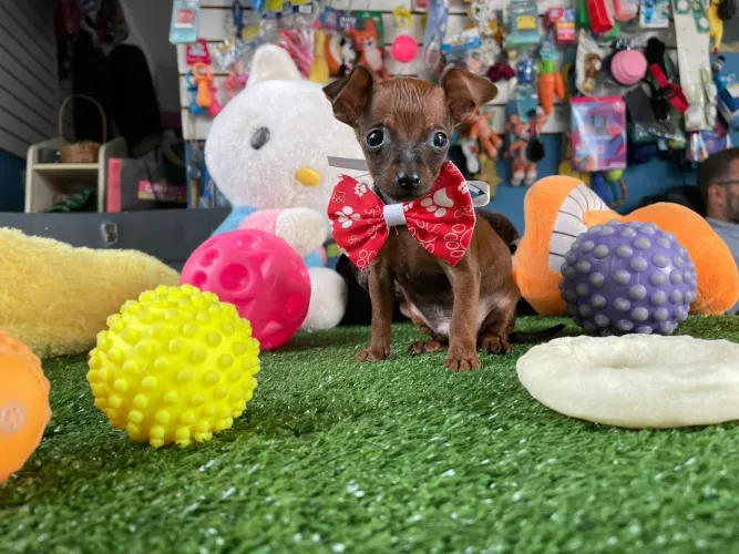 Pinscher miniatura machinho fofura em quatro patas