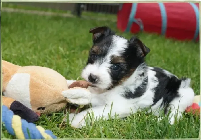 Biewer Terrier Macho Tricolor Ideal para Quem Busca um Amigo Fiel