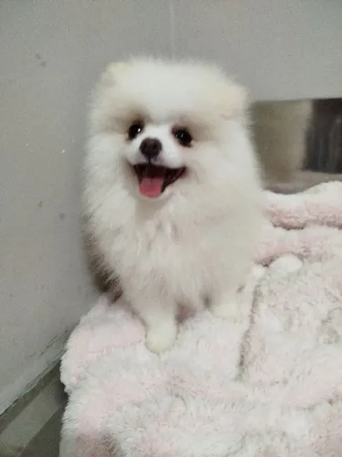 Fêmea Spitz alemão 