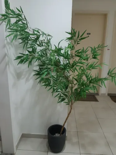Bambu Mosso