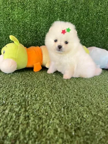 Lulu da pomerania anão Ursinho filhotes