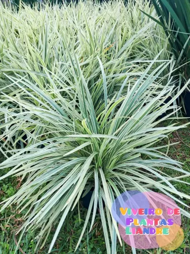 Liriope Barba de Serpente 