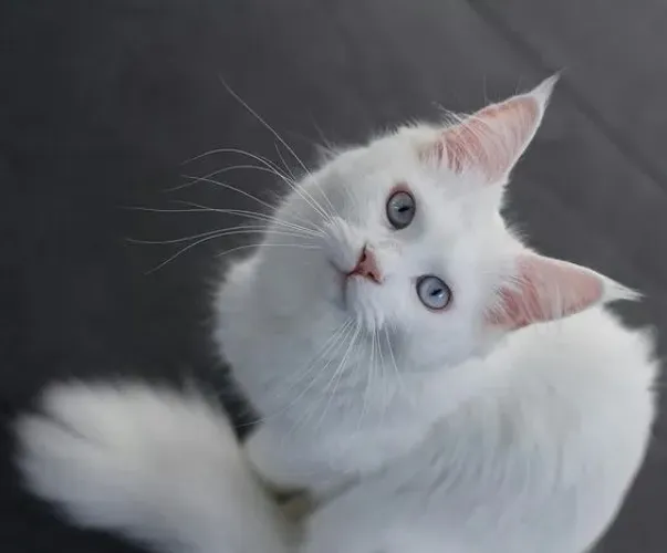 Gato Dócil de Angorá 