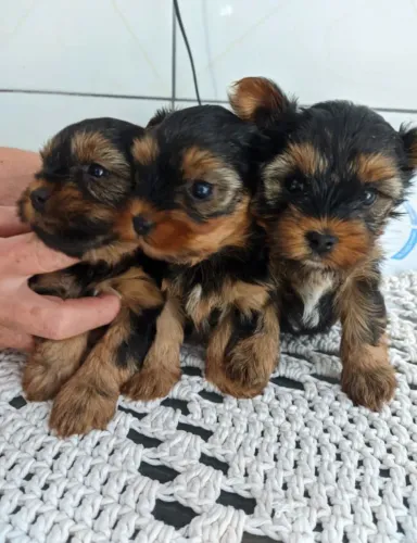 Yorkshire- 2 fêmeas e 1 machinho com 49 dias, á pronta entrega- Dani