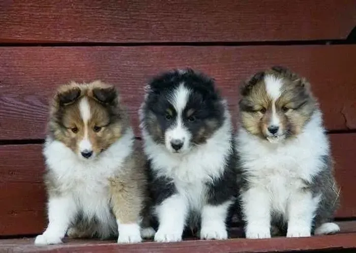 Encontre o Sheltie dos Seus Sonhos!