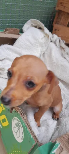 Vende-se pincher