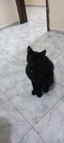 Gata fêmea adulta castrada