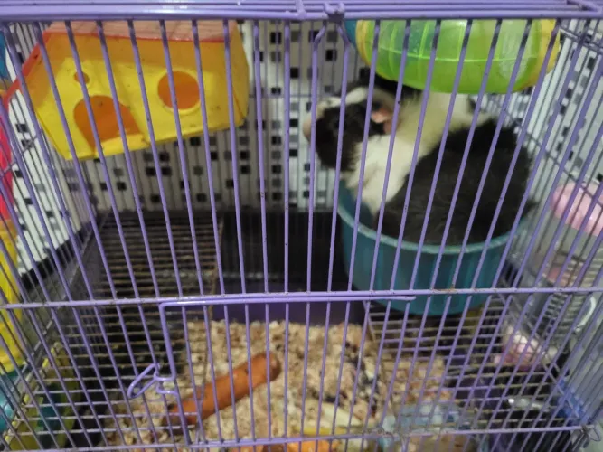 Porquinho dá Índia