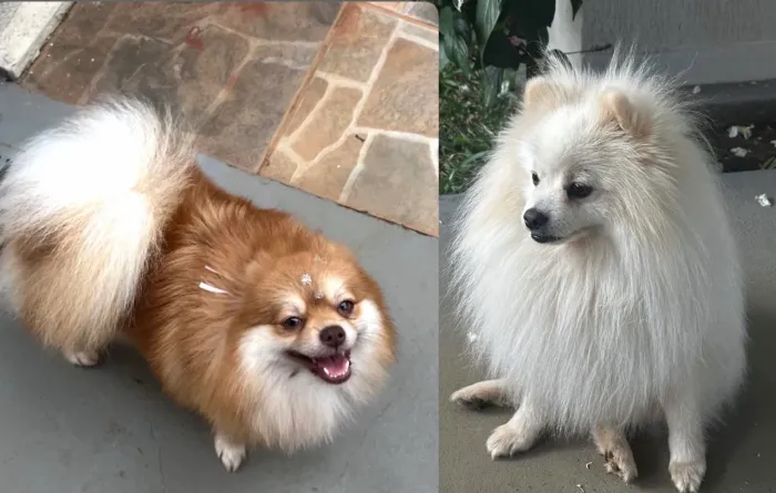 Filhote Lulu fêmea - Spitz alemão laranja 