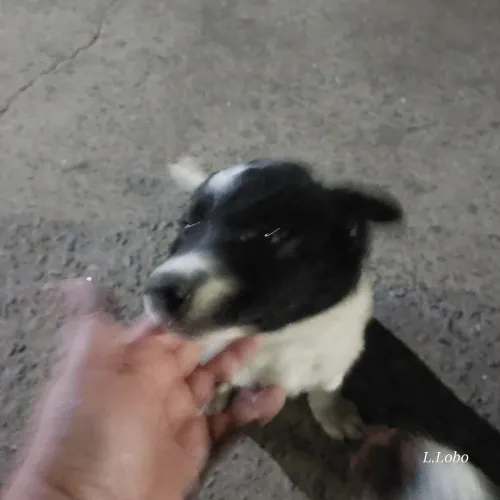 Filhotes de Border Collie