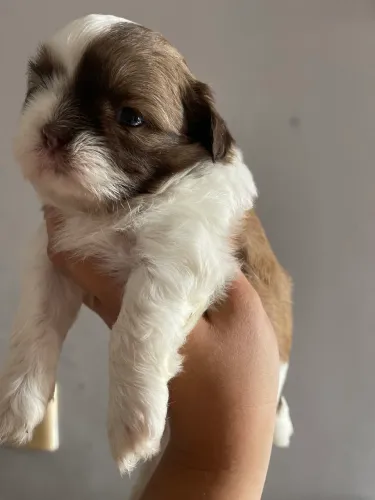 Vendo filhote da raça shih tzu, devidamente vermifugado.