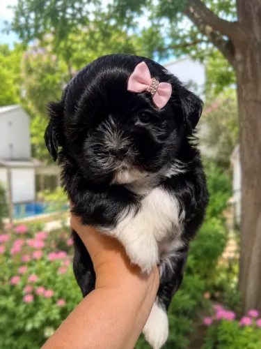Magnífica shih tzu fêmea pretinha minizinha