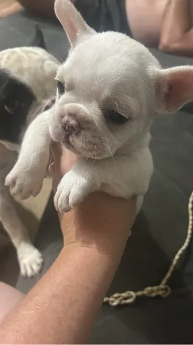Cachorro 