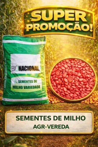 Milho híbrido para plantar 