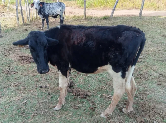 Vendo novilha holandeza pura