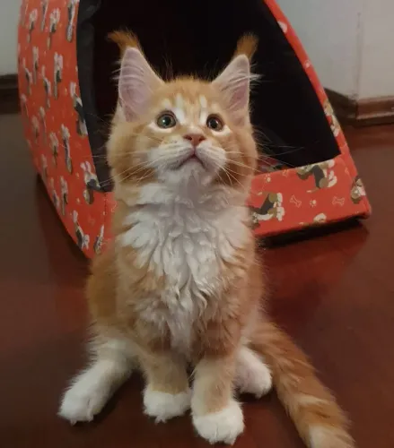 Gatos Maine Coon Filhotes. Pedigree. Vacinados. Enviamos até você. Número na descrição