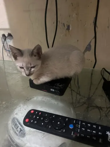 Doação de gatos 