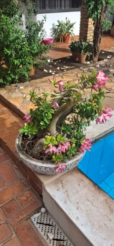 OPORTUNIDADE: Linda Rosa do Deserto (Adenium) com Caudex Escultural