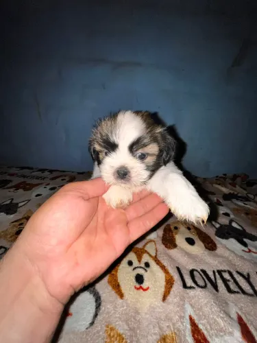 Últimos filhotes de shih tzu da ninhada.
