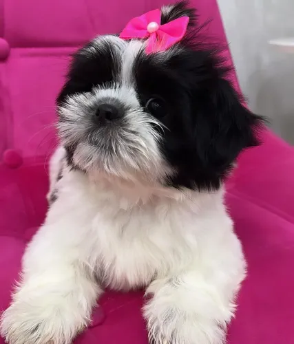 Shitzu fêmea e macho 