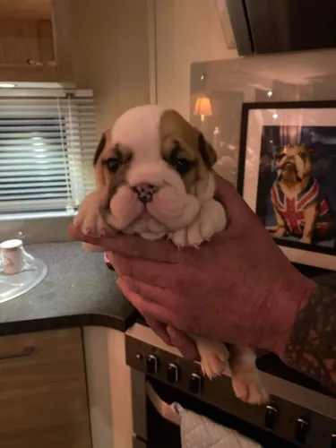 Bulldog Inglês lindíssimos e muito fofos! Chama no WhatsApp para mais informações.