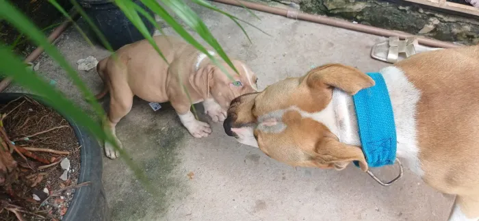Cachorro