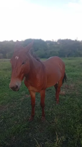 Vendo burro