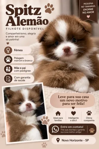 Doando Filhotes Lulu da Pomerania